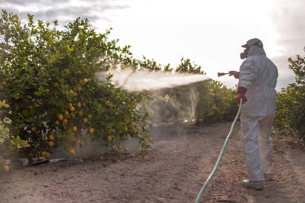 Best Termite Control Services  in Solon, OH