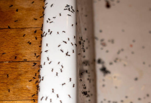 Best Commercial Pest Control Services  in Solon, OH